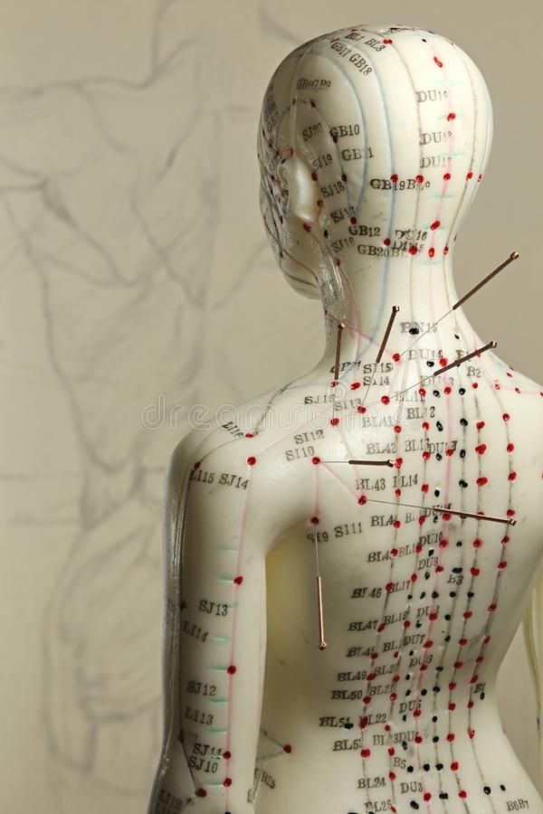 Mannequin Acupuncture en Médecine Traditionnelle Chinoise